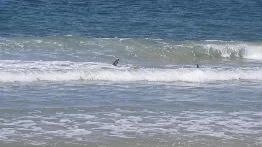 El vídeo de “tiburones” en la orilla de Guardamar que ha encendido el debate entre pescadores