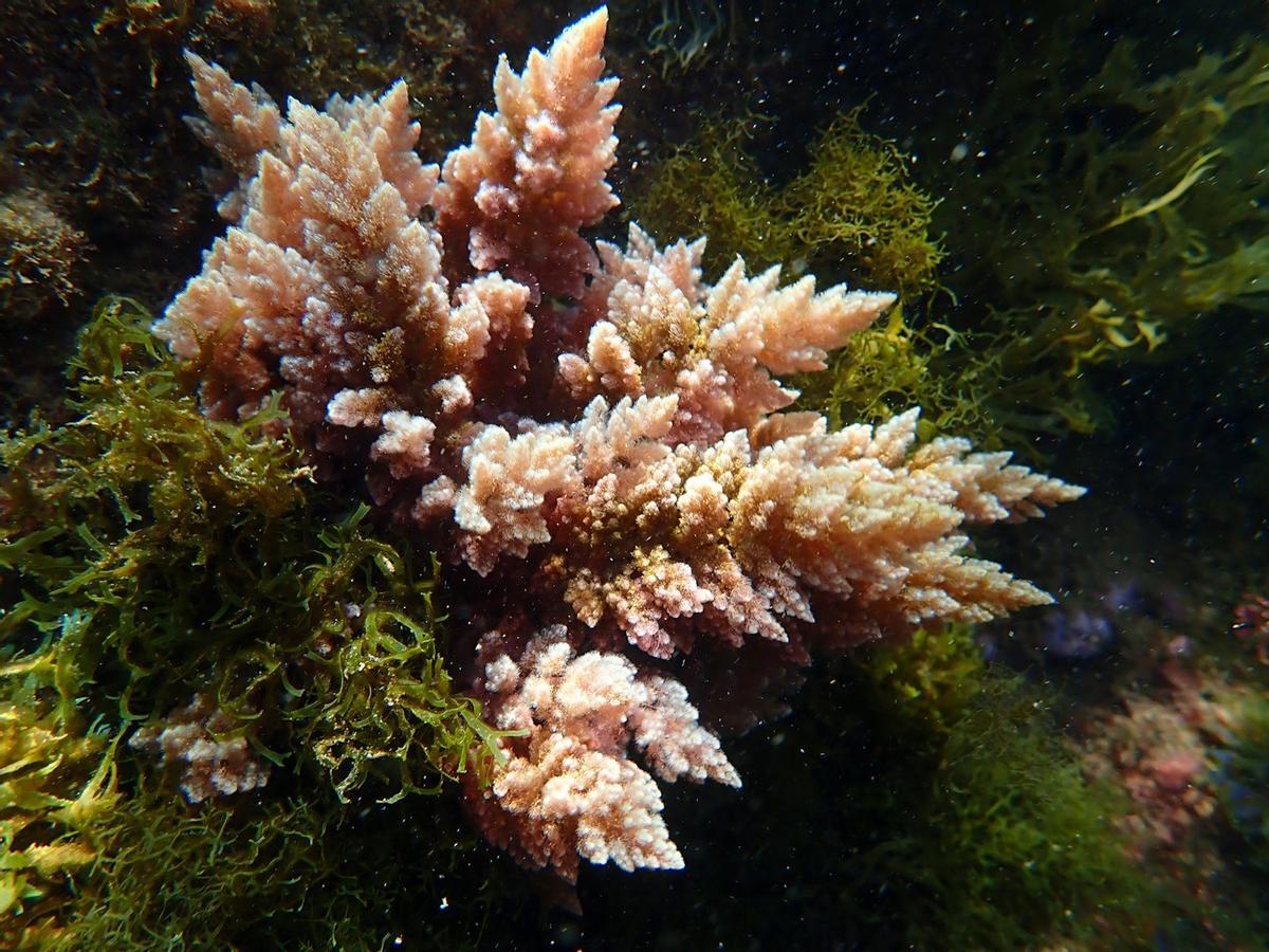 Una alga invasora tropical, detectada «per primera vegada» al litoral de Barcelona