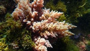 Una alga invasora tropical, detectada «per primera vegada» al litoral de Barcelona