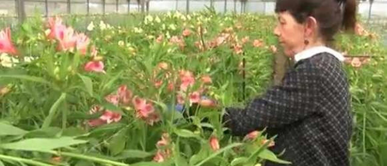 Sinaita González cuida sus flores en Piñera (Navia).