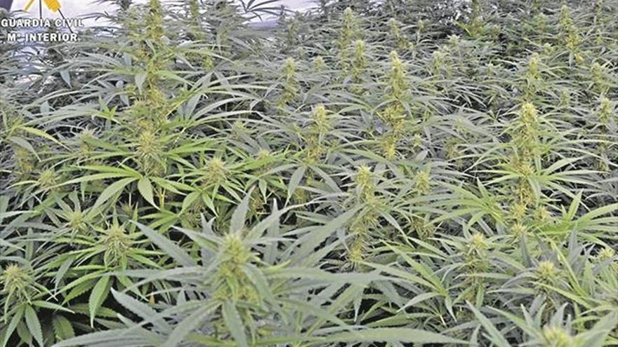 3.000 plantas de marihuana son requisadas al año en Extremadura