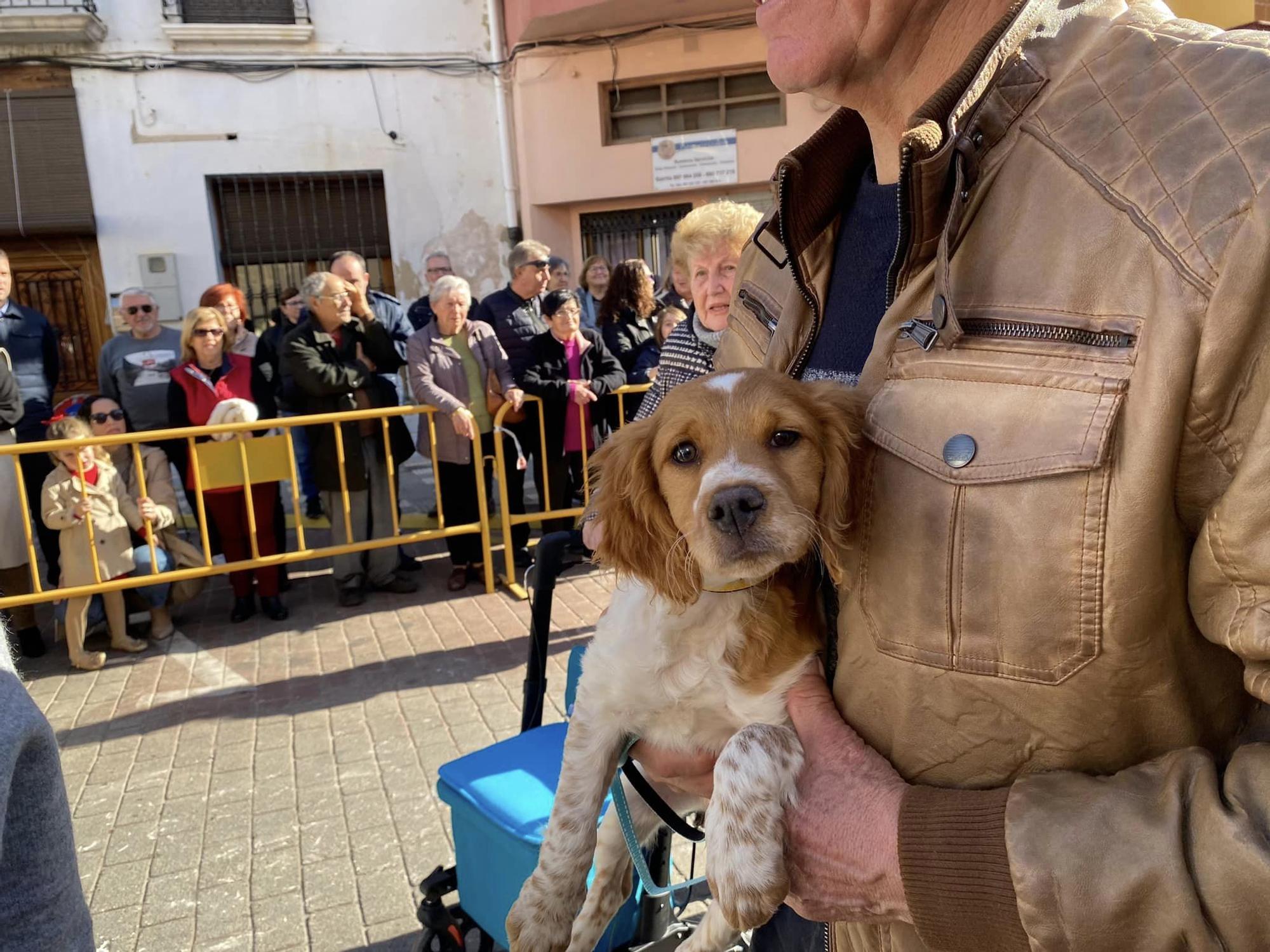 Daimús, Guardamar, Xeraco, l'Alqueria, Piles y Xeraco se vuelcan con Sant Antoni