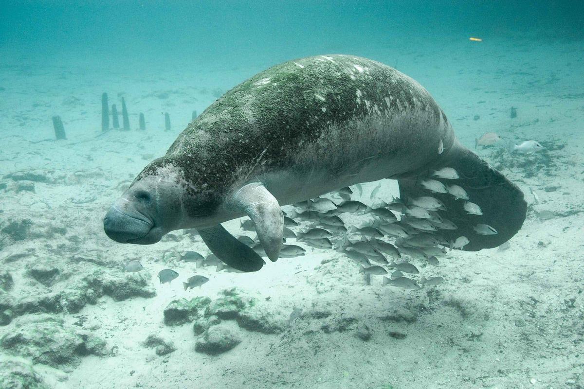 Buceando bajo el agua con manatíes en Florida