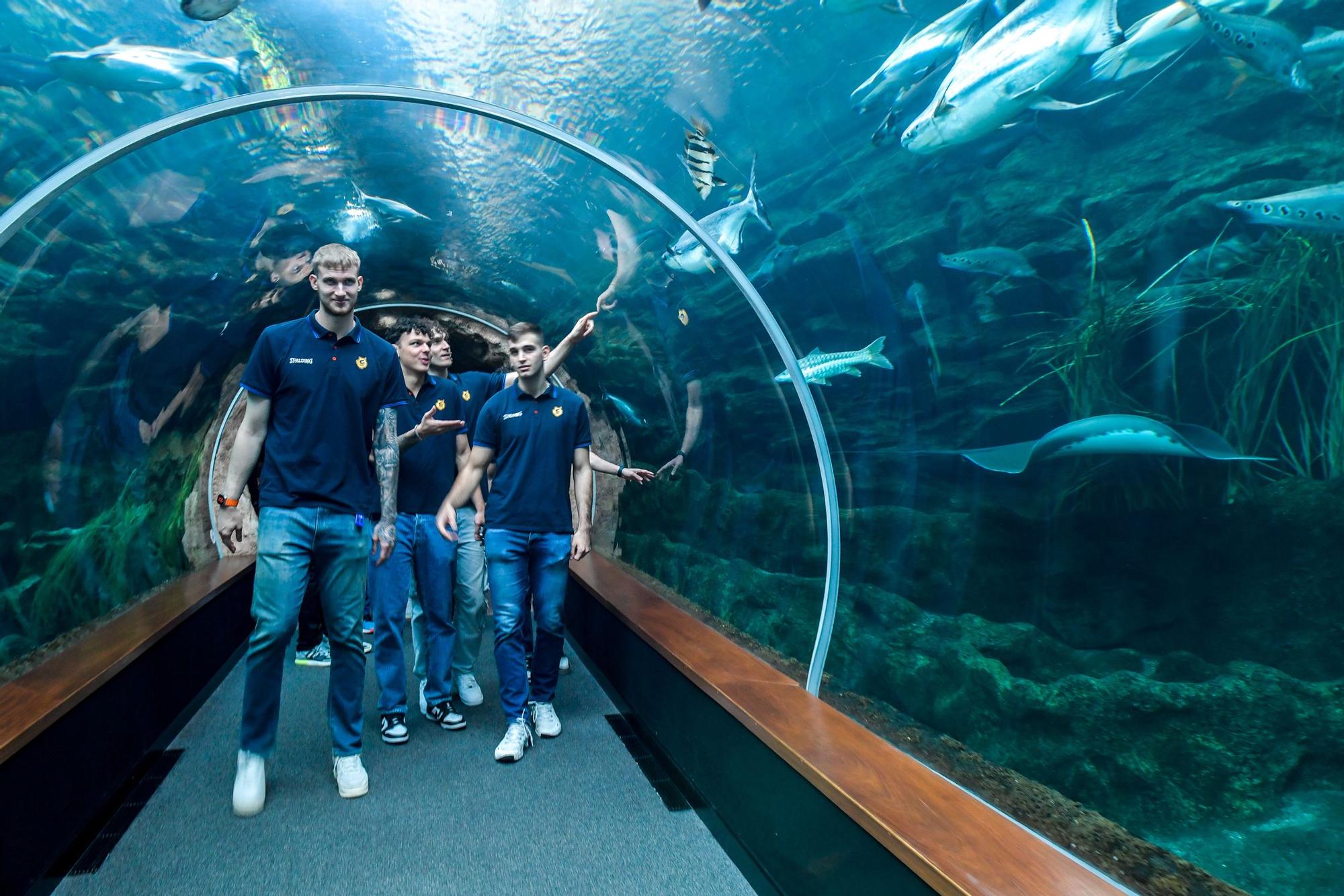 Los jugadores del CB Gran Canaria visitan el acuario Poema del Mar