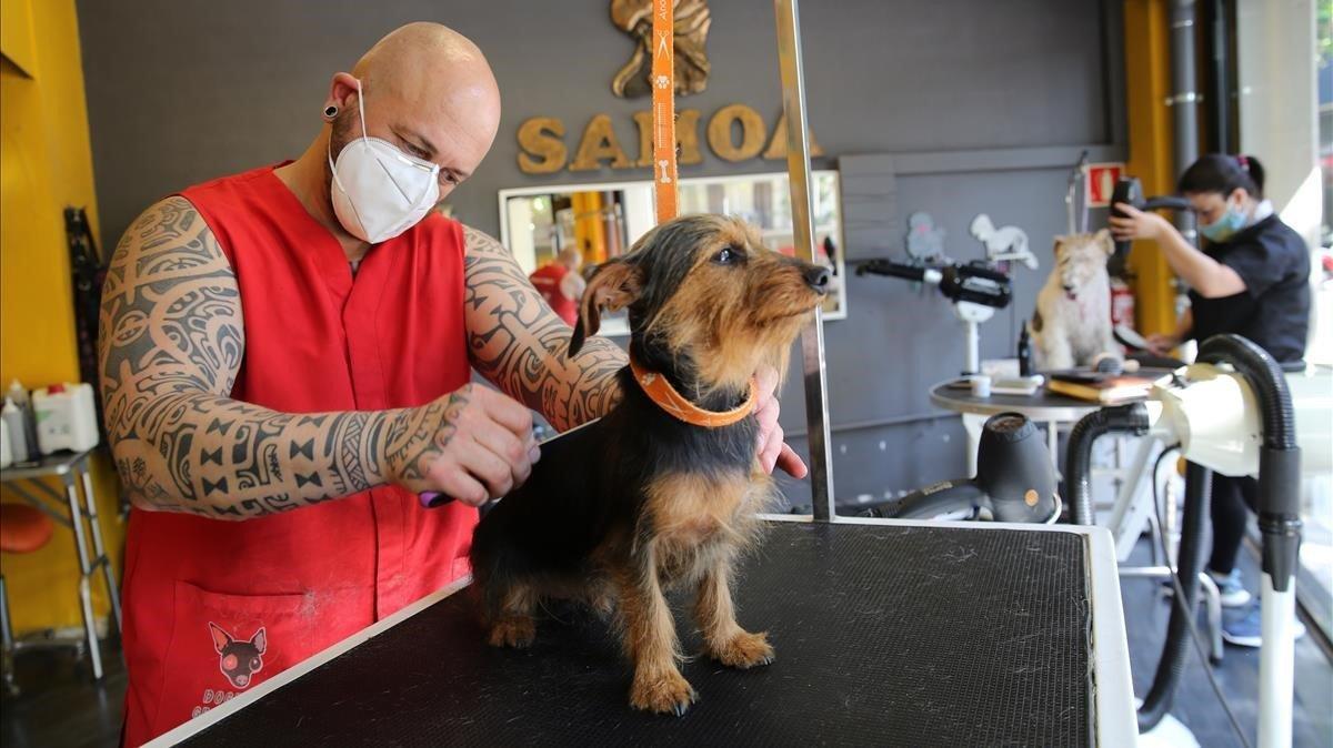 Peluquería canina ’Samoa’, atendiendo a un cliente.