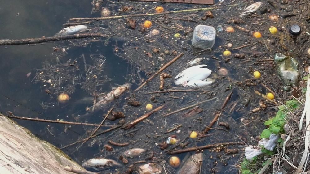 Peces muertos y basura en varias acequias en la zona de Aljucer