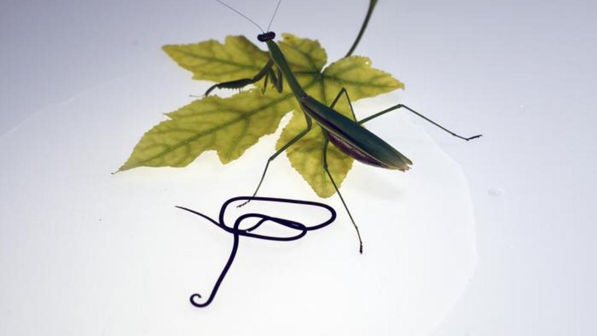 Los gusanos de crin Chordodes utilizan mantis como huéspedes definitivos. Después de madurar en las mantis, manipulan a sus huéspedes para ingresar a cuerpos de agua donde se reproducen los parásitos.