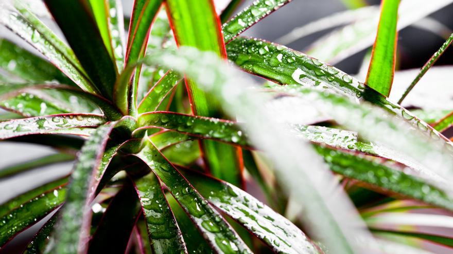 Plantas tropicales de interior: Transforma tu hogar en un oasis tropical con estas joyas verdes