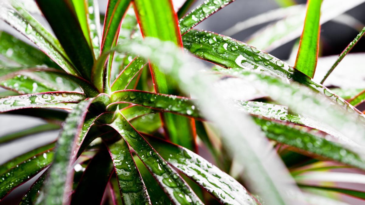 Plantas tropicales de interior: Descubre cómo crear un rincón tropical en tu propio hogar