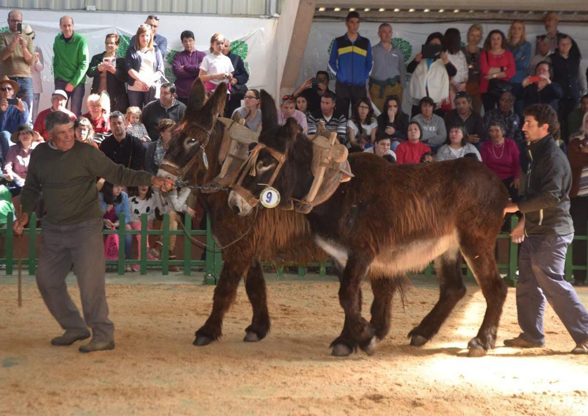 Exhibición de habilidades de ejemplares de la raza asnal zamorano-leonesa. | CH. S.