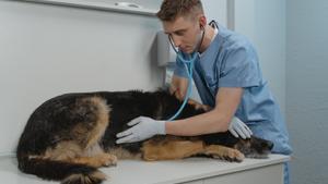 Perro en un veterinario 