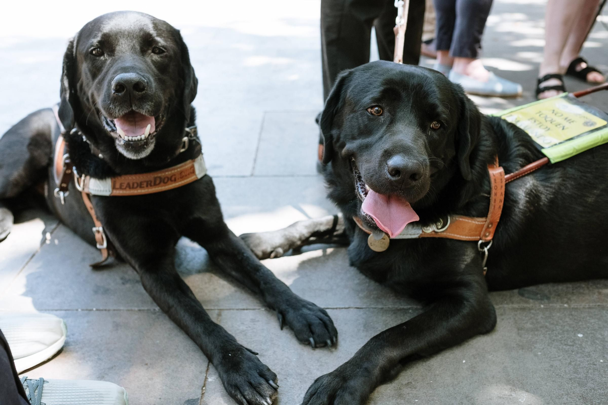 Los perros guía para pacientes con discapacidad ya pueden subir a las ambulancias en Baleares