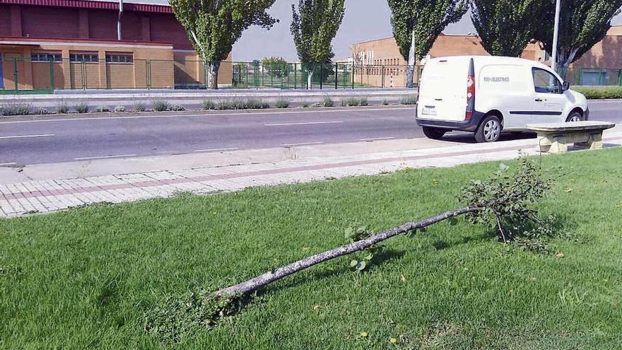 Un árbol de la avenida Federico Silva destrozado por acto vandálico.