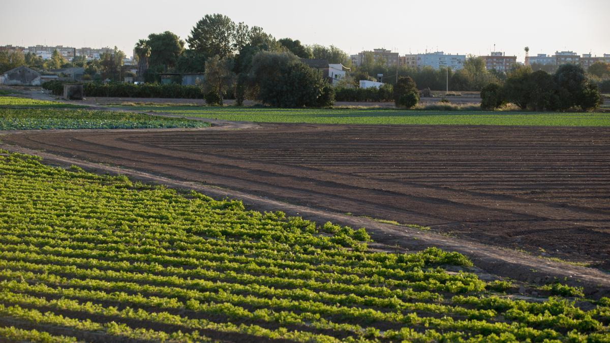 Huerta de Campanar, con Mislata al fondo.