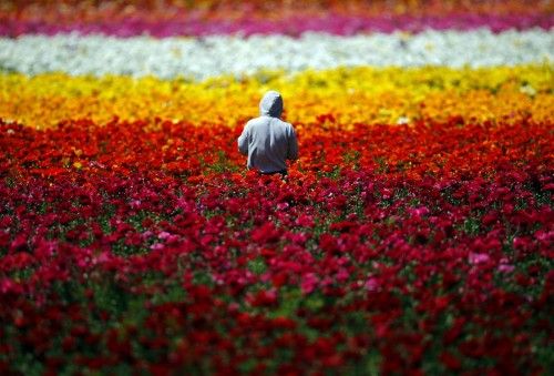 Un trabajador recoge flores en los Campos de Flores de Carlsbad (California)