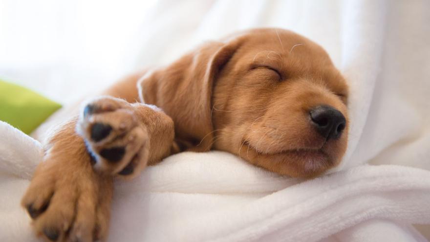 ¿Cuántas horas duerme un perro? El fascinante mundo del sueño canino