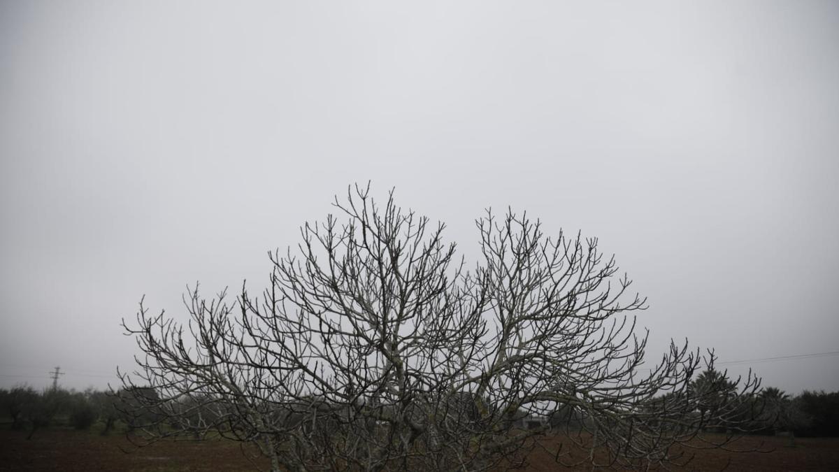 Se prevén algunos bancos de niebla matinales.