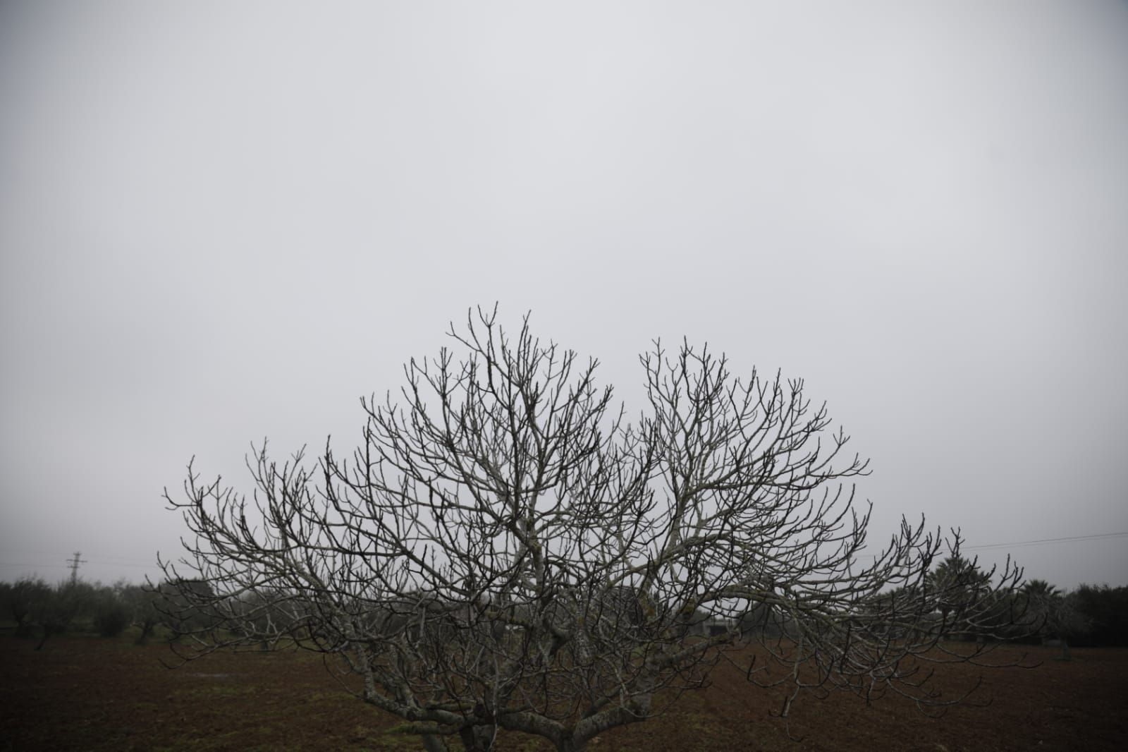 Mallorca amanece cubierta de niebla