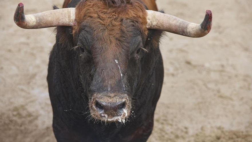 Polémica por la nueva ley de mascotas: el borrador pone en duda a periquitos y reptiles y abre el debate sobre los toros