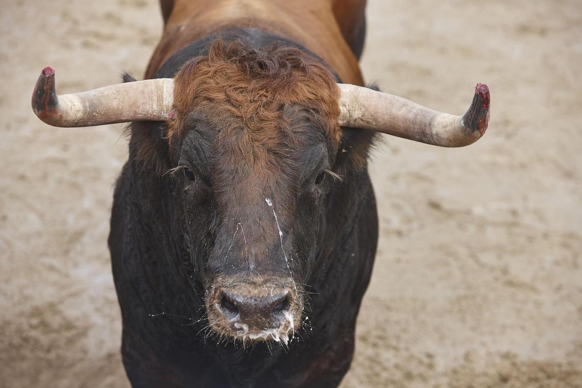 Toro.