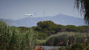 Poques aus, però un paradís per a la flora: ¿què hi ha ara a la llacuna de la Ricarda, afectada per l’ampliació de l’aeroport?