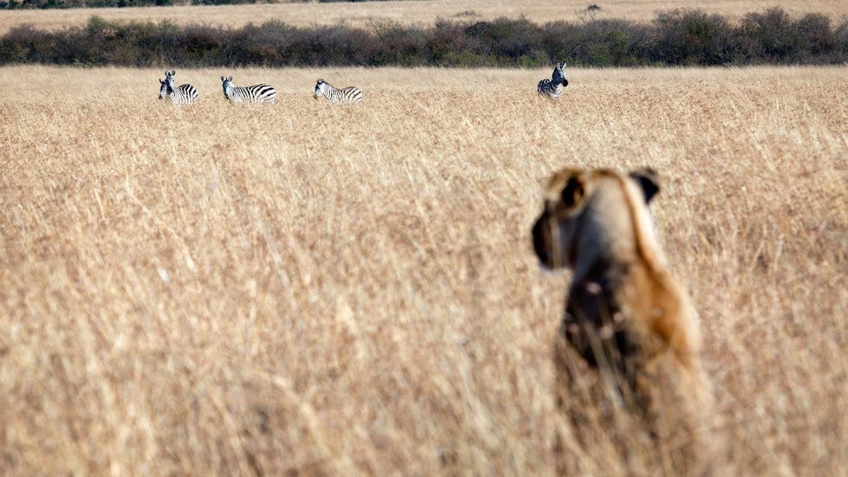 Zimbabue, safari