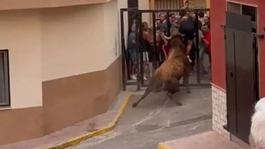 Grave cogida en los ‘bous’ de la Vall: Un toro empitona a un aficionado de 64 años