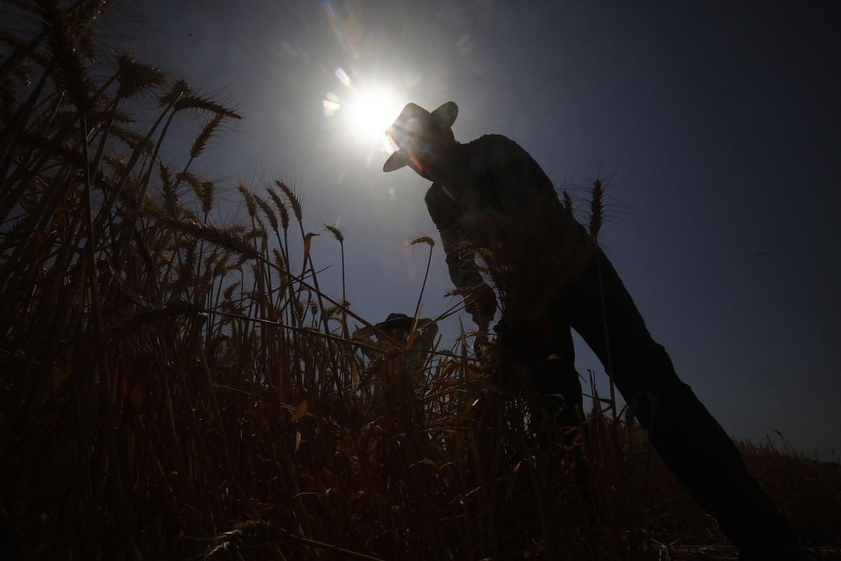 -FOTODELDÍA- GUADALCÁZAR (CÓRDOBA), 14/07/2022.- Un hombre trabaja en un cultivo de trigo en la localidad cordobesa de Guadalcázar, hoy jueves con temperaturas que superarán los 40 grados debido a la ola de calor. La provincia de Córdoba ha sido pionera al incorporar en el convenio del campo medidas extraordinarias ante el calor extremo y, no solo el comienzo de la jornada intensiva se adelanta a principio de junio y se desarrolla hasta septiembre, sino que existe flexibilidad horaria a la hora de establecer los turnos en el tajo. EFE/Salas