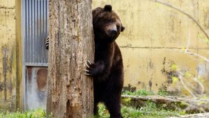 Carmo, el oso del zoo de Vigo.