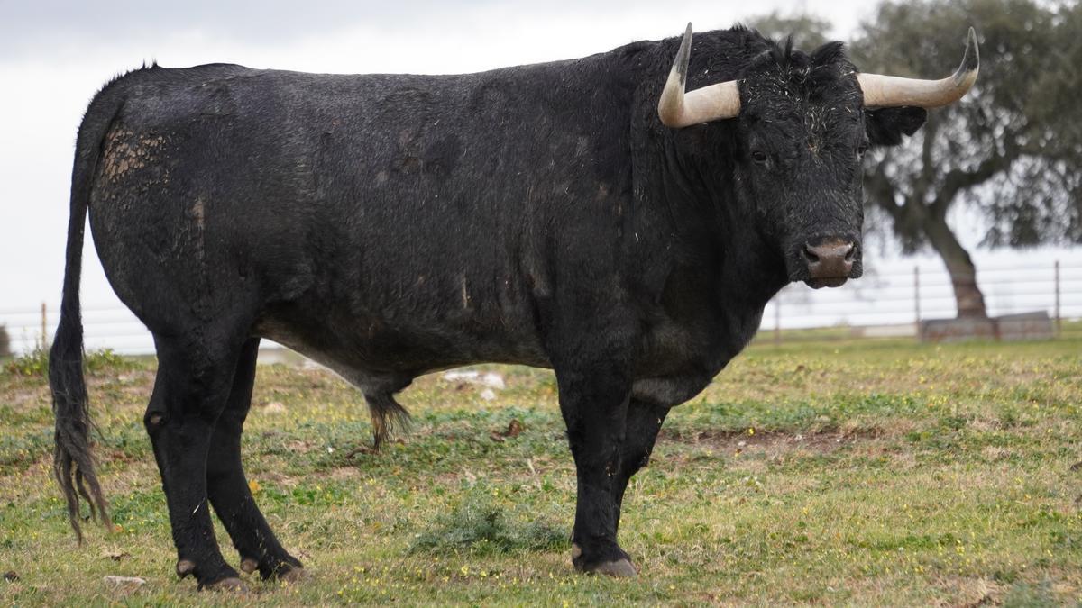 El nº 29-‘Murgo’ es hijo de ‘Cobradiezmos’, el toro indultado por Escribano en la Maestranza de Sevilla.