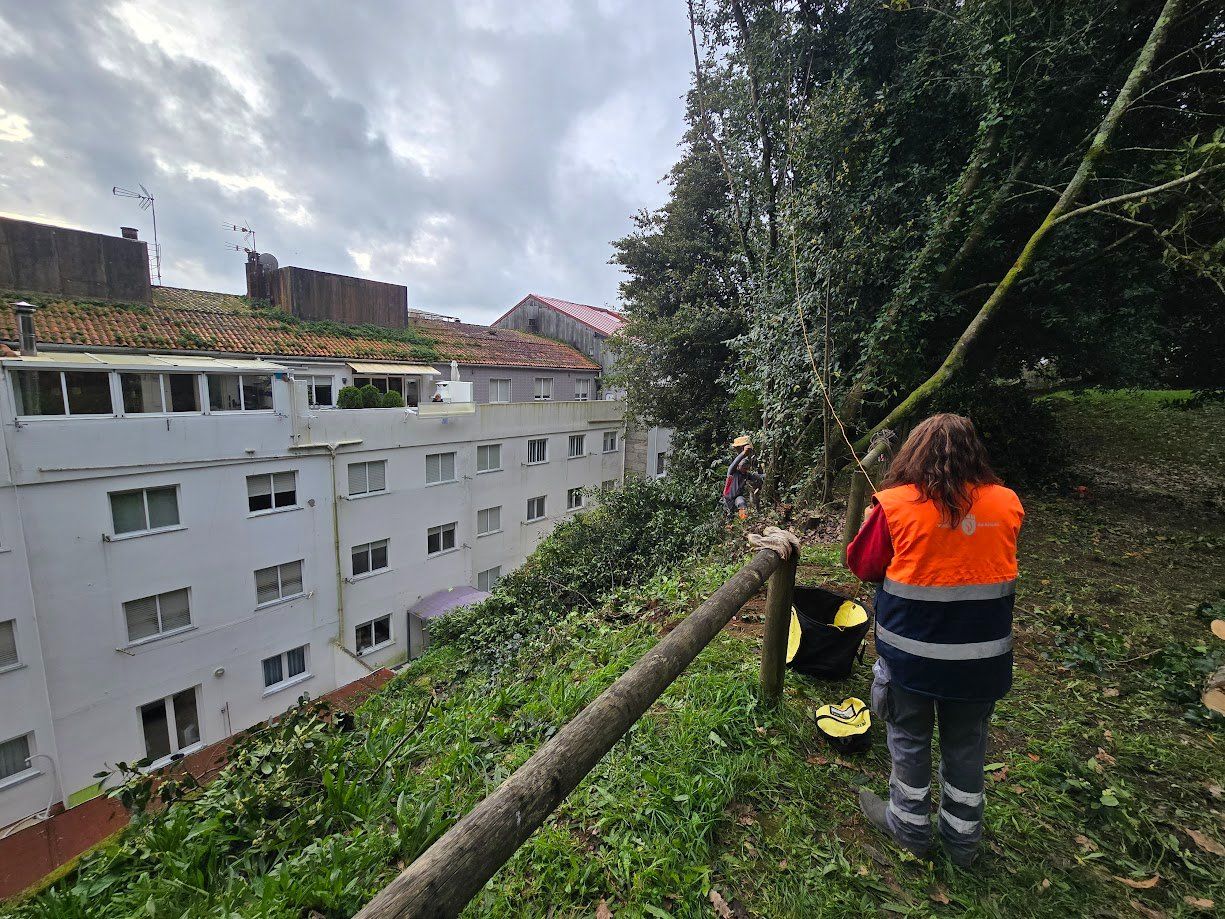 La tala de árboles en el Parque Valdés Bermejo para garantizar la seguridad ciudadana.