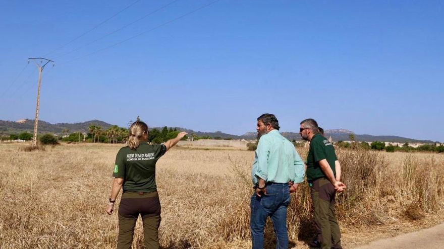 El Consell aprueba la caza temporal para reducir la superpoblación de palomas y tórtolas