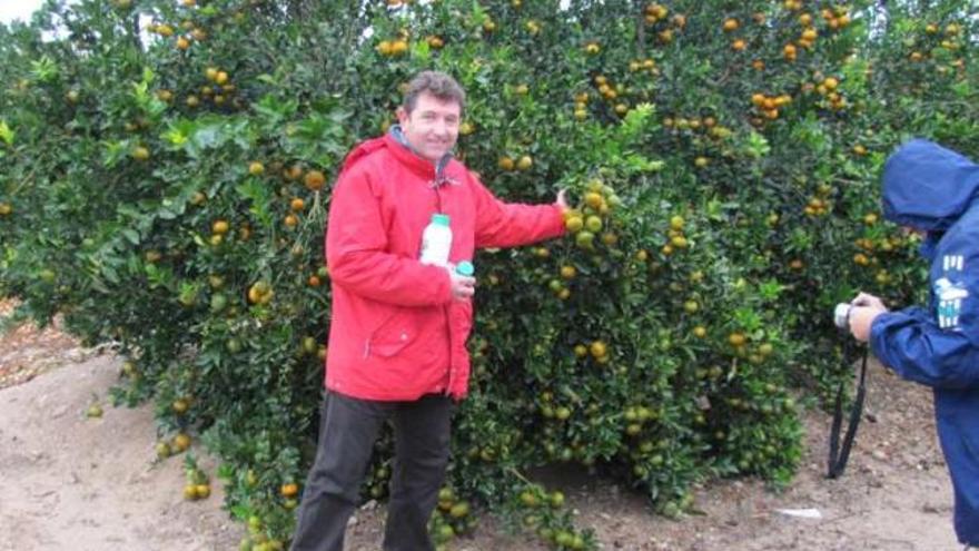 Cutillas muestra ayer algunos de los frutos de la variedad &quot;afourer&quot;.