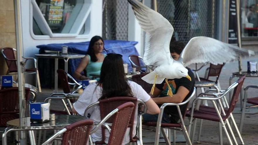 Una gaviota vuela junto a una terraza, donde estas aves y las palomas generan muchas molestias. // R. V.