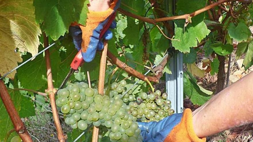 La vendimia del vino de Cangas baja unos 11.000 kilos por el calor y la lluvia de junio