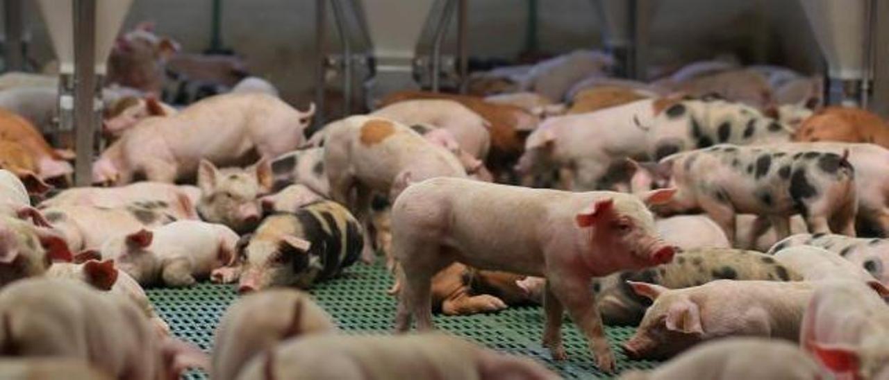 Cerdos de una explotación de cebo en Silleda.