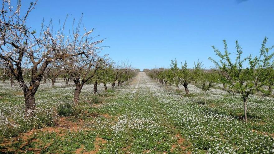 Diez millones en ayudas para el cultivo ecológico de almendros en la Región