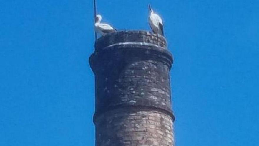 Cigüeñas en la chimenea de Ponteareas, ayer.   | // D.P.