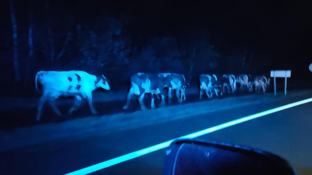 Vacas sueltas esta mañana entre Nucamsa y Rodeiro.