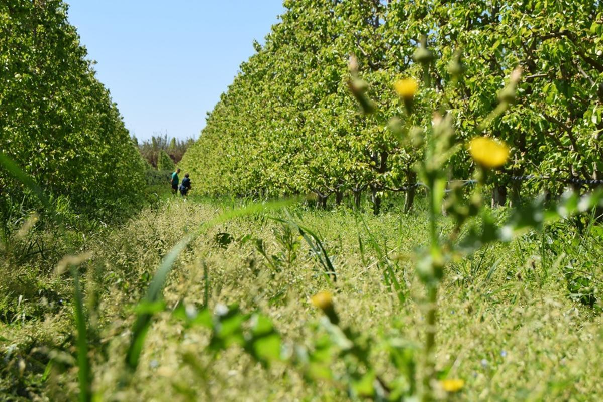 Una de las explotaciones de Pomona Fruits.