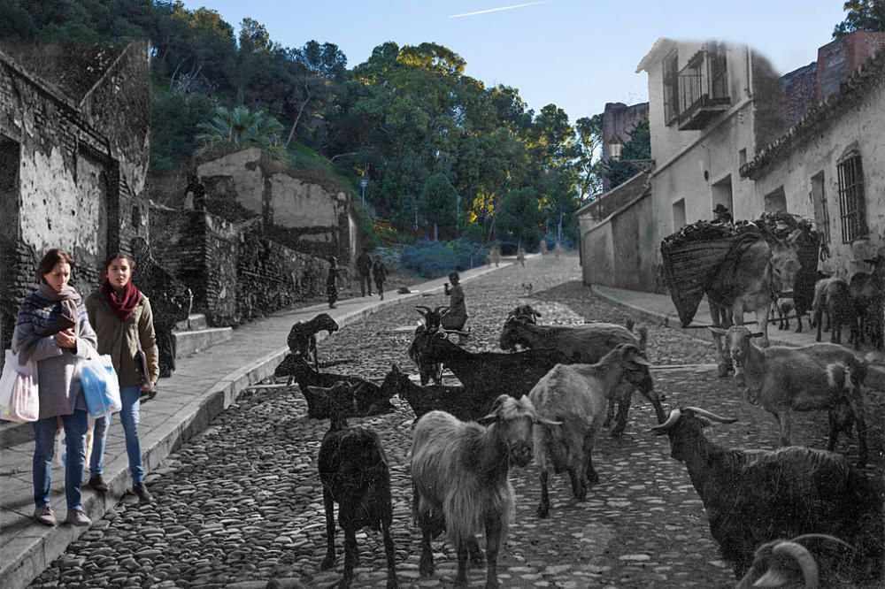 Mundo Nuevo. ¿A qué vienen esas caras? En los periódicos malagueños del XIX abundan los avisos de cabras y ovejas perdidas. En una época en la que el tetrabrick, no era un objeto ni siquiera imaginado, las cabras abastecían de leche a la población y convivían con ella. Por eso tienen ese aspecto e intocables, de vacas sagradas (...).