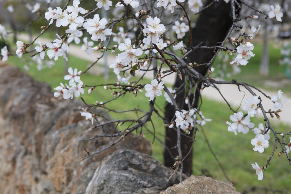 Weiße Pracht auf Mallorca: Die Mandelblüte ist wieder da