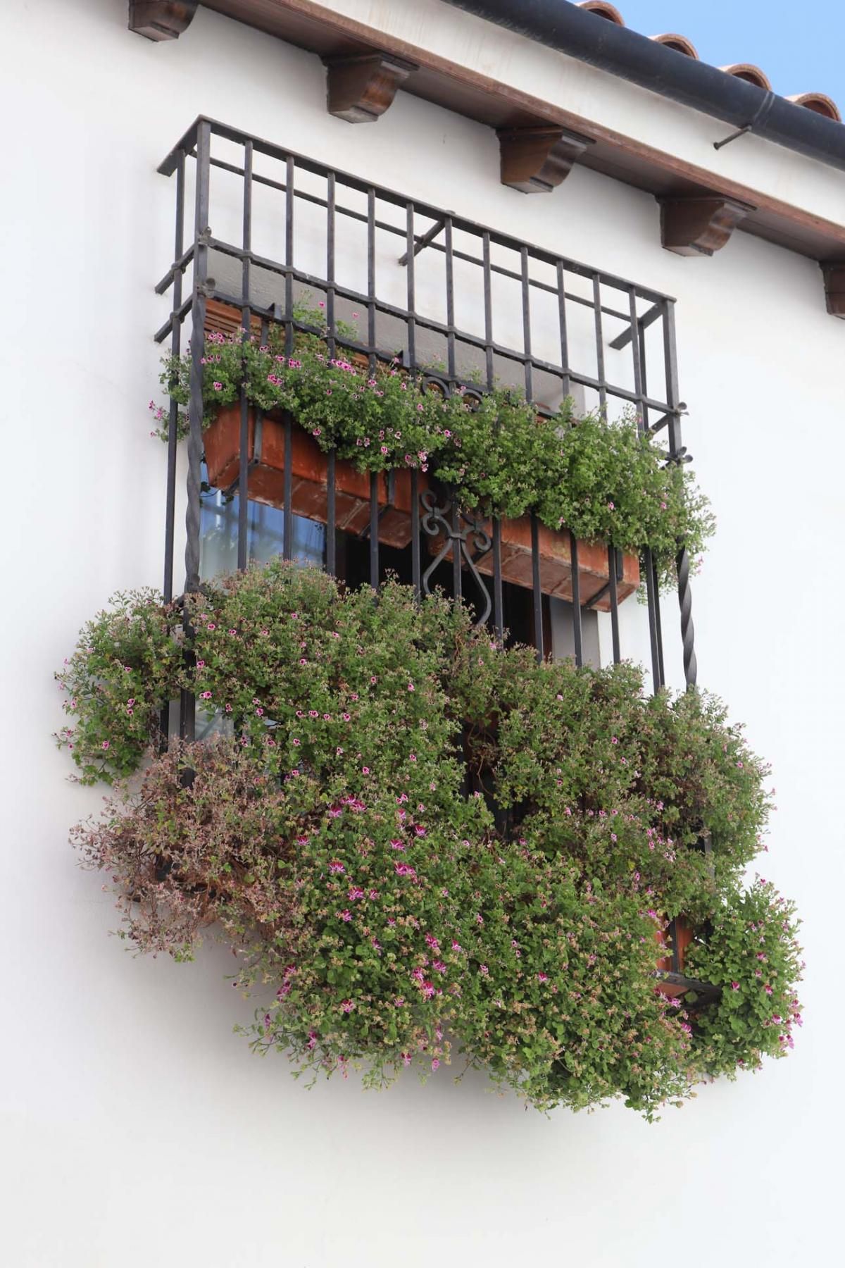 Rejas y balcones en junio