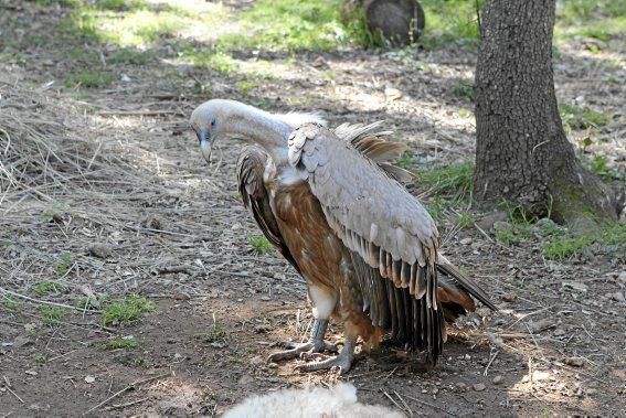 Der Bestand der Tiere ist zwar gesichert, aber die Stiftung, die sie betreut, sucht deutschsprachige Helfer.