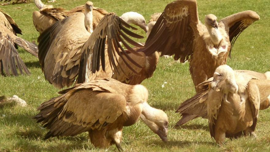 Siete buitres leonados de Aragón presentan anticuerpos de la gripe aviar