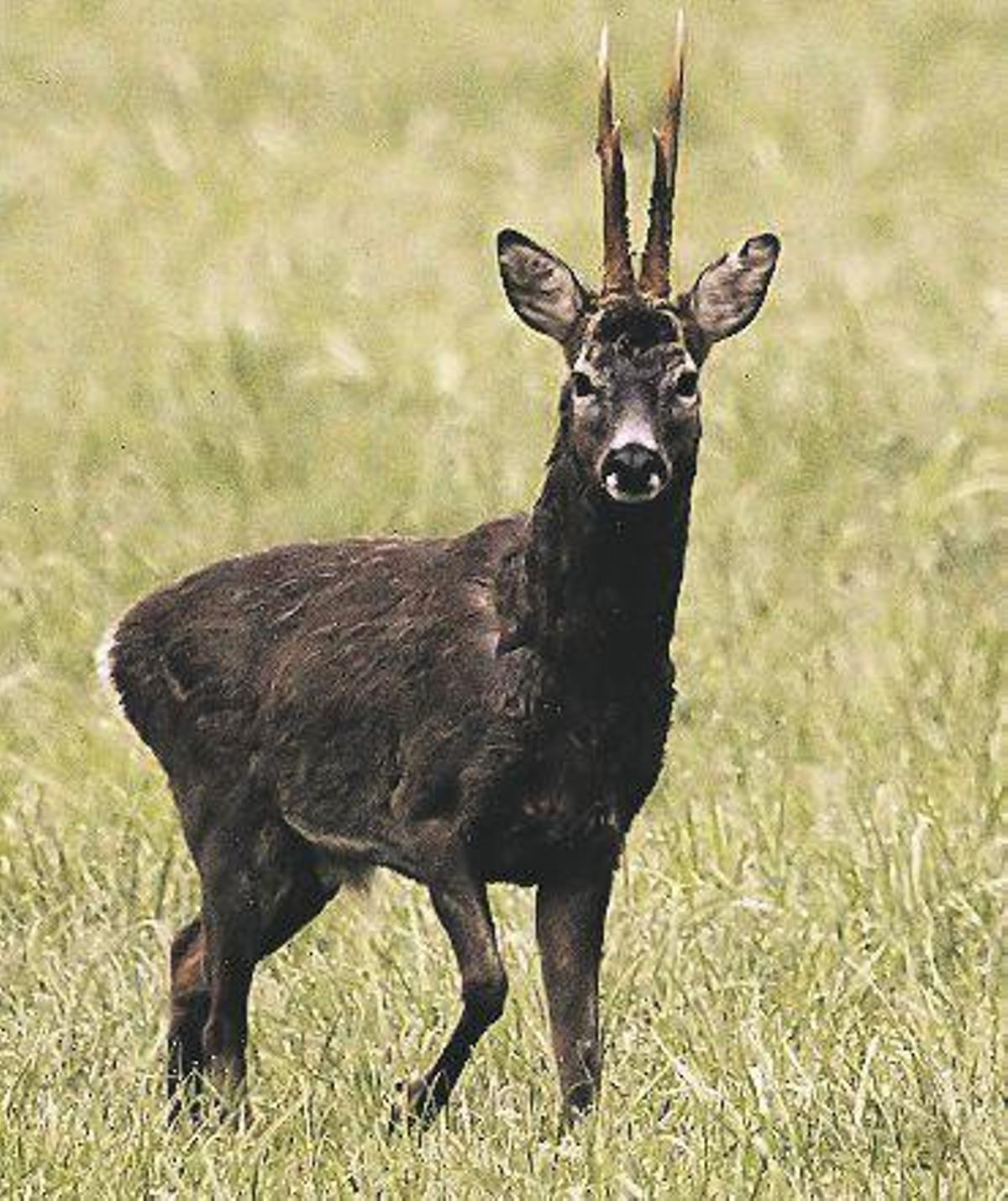 Macho de corzo.