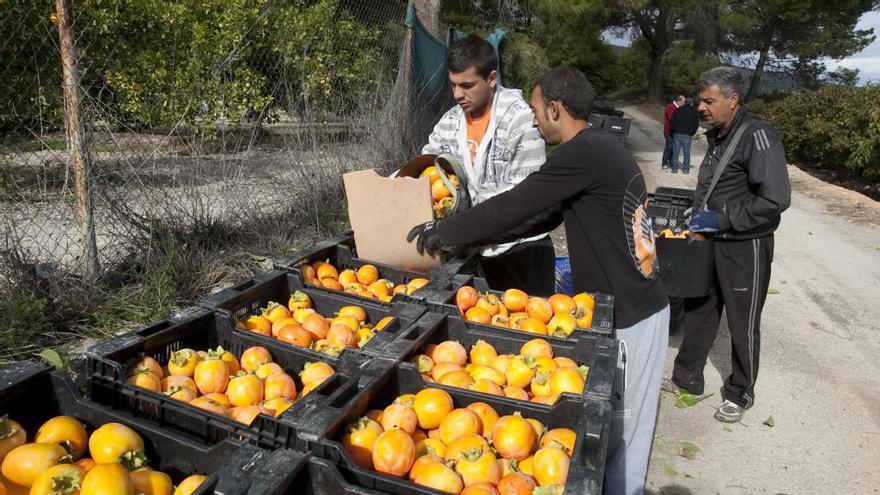 El exceso de producción del caqui echa a perder la mitad de la cosecha en la Costera