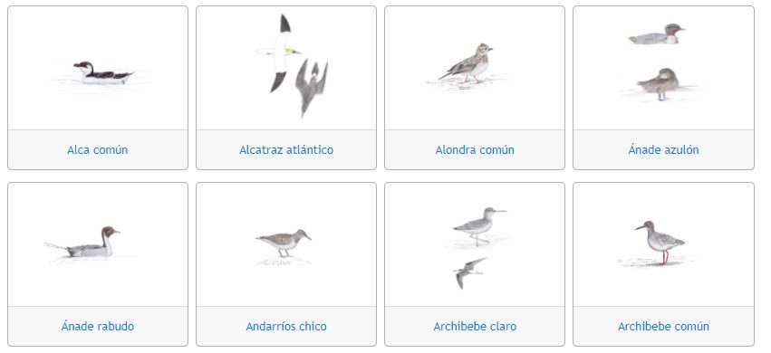 Algunas de las aves que pueden encontrarse en O Grove.