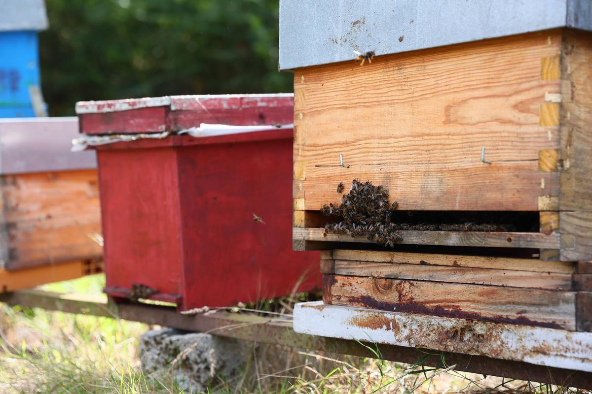 San Cipriano de Pando. El gerente de la Comisión Regional del Banco de Tierras, José Ramón Feito, visita en San Cipriano de Pando una explotación apícola beneficiaria de las ayudas de sucesión de explotaciones