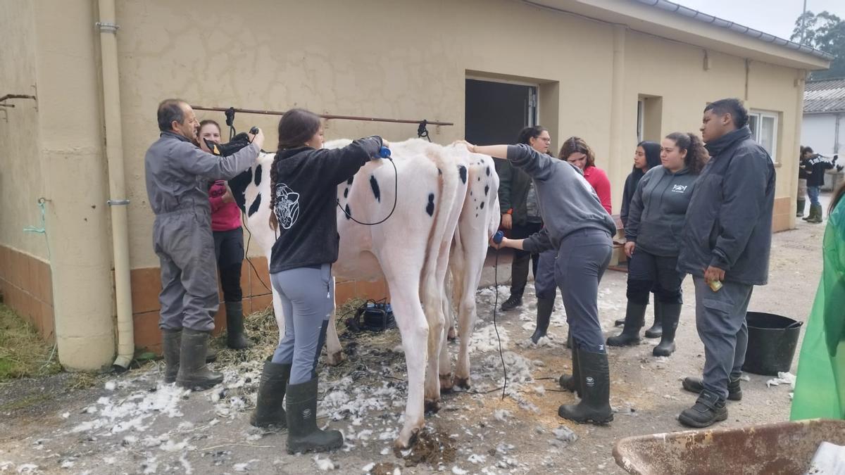 Los alumnos del IES de Luces limpian, cepillan y pelan las vacas del centro